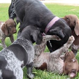 German Shorthaired Pointers from Tinas Flinthills Rex