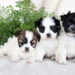 Maltipoo, Shichon, and Shihpoo Puppies from Timbercreek Puppies
