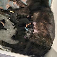 Girl 5 - Black female Belgian Sheepdog puppy in Virginia Beach, Virginia from Sea Major Belgians