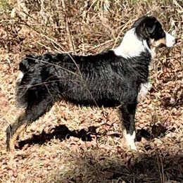 Australian Shepherds from Sullivan Australian Shepherds