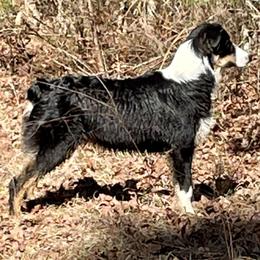 Australian Shepherds from Sullivan Australian Shepherds