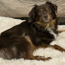Miniature Australian Shepherds from Grace River Aussies