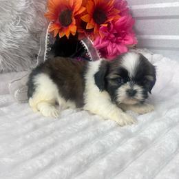 Missy - Black gold and white female Shih Tzu puppy in Elgin, South Carolina from Silver Bells Paw Prints