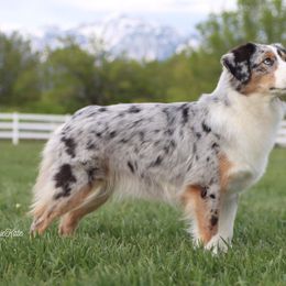 Emmy - Miniature American Shepherd