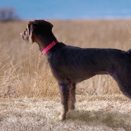 Gretchen - German Wirehaired Pointer