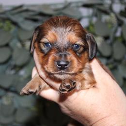 Beauty - Red female Dachshund puppy in Mountain Home, Arkansas from Wood's miniature Dachshunds