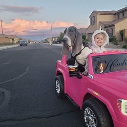 Basset Hound Puppies from Howlin Hounds