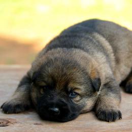 Ora - Sable female German Shepherd puppy in Cumming, Georgia from Cainedelup
