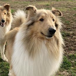 Collies from Hoskins Collies