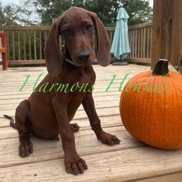 Hank - Red male Redbone Coonhound puppy in Mount Pleasant, Texas from Harmons Hounds