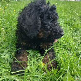 Girl 4 - female Goldendoodle puppy in Harrisburg, Nebraska from Wildcat Hills Doodles