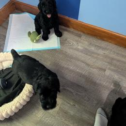 Yellow - Black female Giant Schnauzer puppy in Navarre, Ohio from Princess Vivi Giant Schnauzer