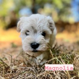 Magnolia - White female Miniature Schnauzer puppy in Akron, Ohio from Green Family Companion Kennel, LLC
