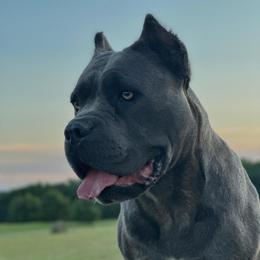 Kora - Cane Corso