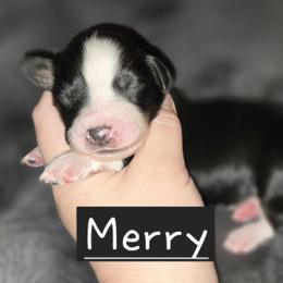 Australian Shepherd Puppies from Arbor hill Australian Shepherds