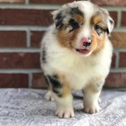 Australian Shepherd Puppies from LKN Aussies