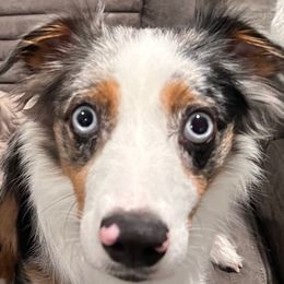 Vanellope - Miniature Australian Shepherd