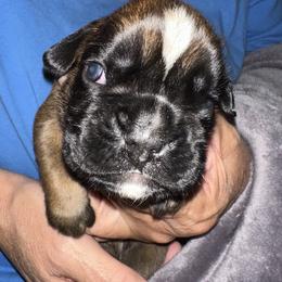 Winston - Fawn male Boxer puppy in Sultan, Kansas from Aphrodite Boxers Von Kesler Haus
