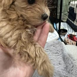 Maltipoo Puppies from Janina Sivers