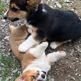 American Corgis from Green Star Farm Corgis