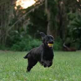 Andy - English Cocker Spaniel