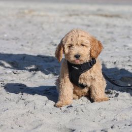 Goldendoodle Puppies from Mumzee Doodles