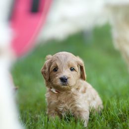 Australian Labradoodle Puppies from Bedrock Labradoodles