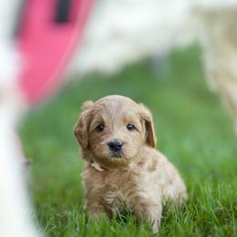 Australian Labradoodle Puppies from Bedrock Labradoodles