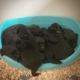 Labrador Retriever Puppies from Young’s Legacy Labradors