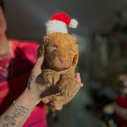 Bliss - Red  male Goldendoodle puppy in Miami, Florida from Milk Drunk Doodles And Poodles