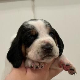 Violet - Black brown and white female Basset Hound puppy in Douglas, Georgia from Huffer Hounds and Havanese