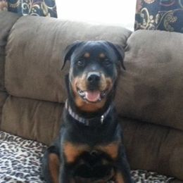 Rottweilers from Susan's Rottweilers