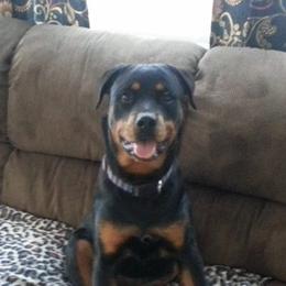 Rottweilers from Susan's Rottweilers