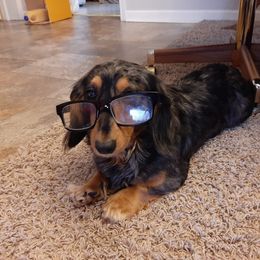 Pepper - Cavapoo