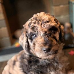 Blue - Merle male Sheepadoodle puppy in Salem, Oregon from Oregon Poodle Oodle Doodles
