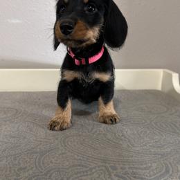 Boy 1 - male Dachshund puppy in New Caney, Texas from Liberty Dachs