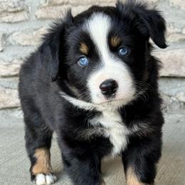 Vinny - Black tri male Miniature Australian Shepherd puppy in Cunningham, Tennessee from Copper Creek Aussies