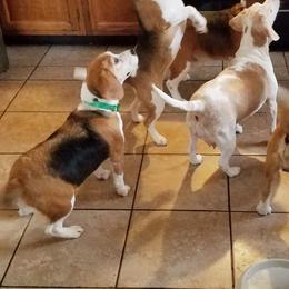 Roxie - Beagle