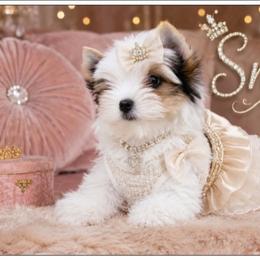Snow - Parti female Yorkshire Terrier puppy in Warren, Michigan from Danielle's Yorkie Babies