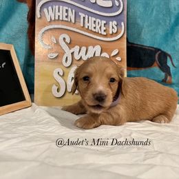 Luna - Cream female Dachshund puppy in East Dover, Vermont from Audet’s Mini Dachshunds