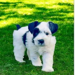Saturn - Parti male Miniature Schnauzer puppy in Deltona, Florida from LIZ FANCY SCHNAUZERS