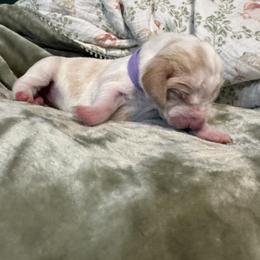 Odette - Lemon and white female Basset Hound puppy in Bellaire, Ohio from Blessed Bassets