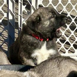 Fester - Brindle male Anatolian Shepherd Dog puppy in Williamsburg, Kentucky from Three Little Birds Farm