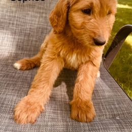 Goldendoodle Puppies from Kim’s Doodles