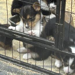 Spark - Black and tan male Pembroke Welsh Corgi puppy in Canton, Texas from Circle M Corgis