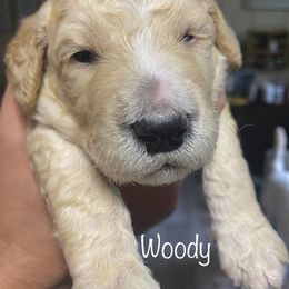 Goldendoodle Puppies from The Poodle Plantation