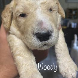 Goldendoodle Puppies from The Poodle Plantation