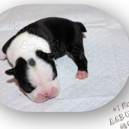 Boy 4 - Black and white male Boston Terrier puppy in North Central, Vermont from Windy Valley’s Bostons