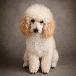 Dave - Cream male Poodle puppy in Southfield, Michigan from Standard Hearts