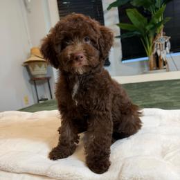 Kathy - Brown female Cockapoo puppy in Queens, New York from The 2 Musketeers_Cockapoos
